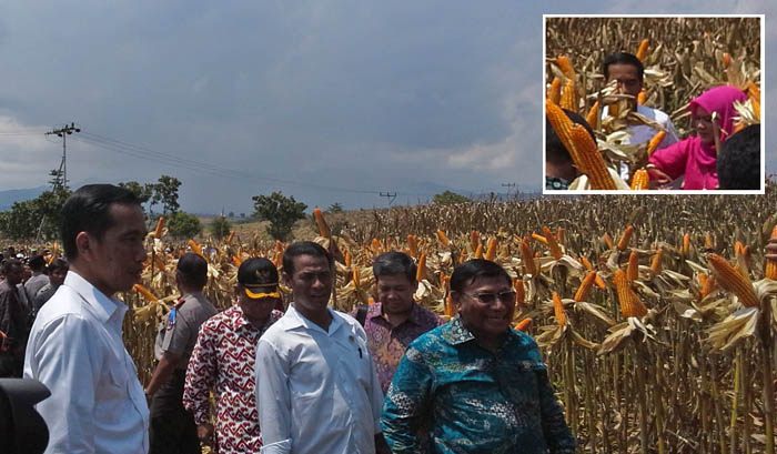 Presiden Joko Widodo Panen Raya Jagung di Dompu, NTB